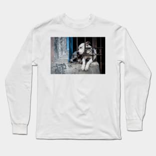 Sleeping dog Long Sleeve T-Shirt